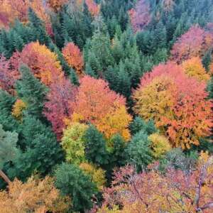 Autumn Trees from above